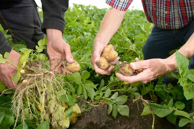 Fungicides