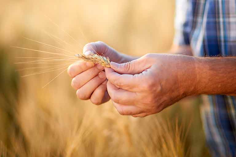 Herbicides