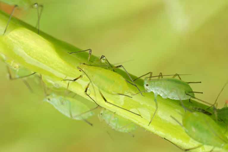 Insecticides