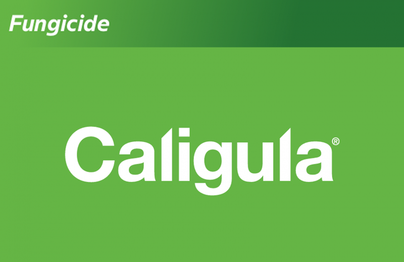 Caligula