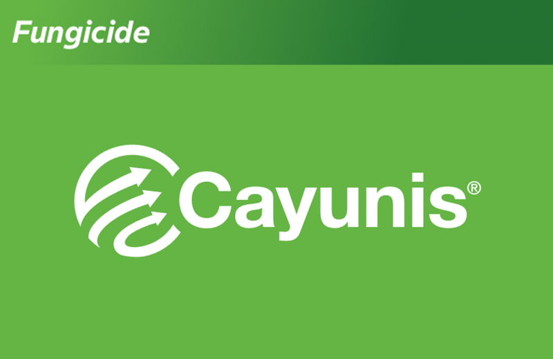 Cayunis