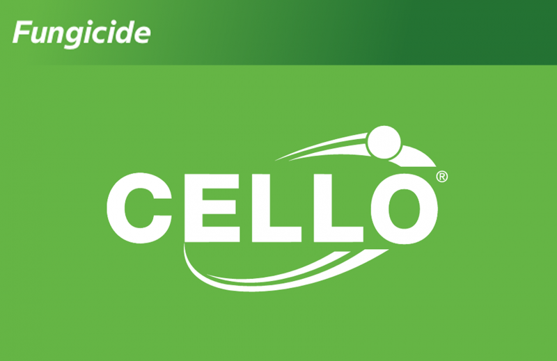 Cello