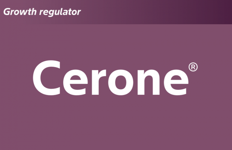 Cerone