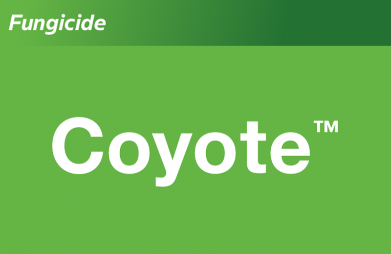 Coyote