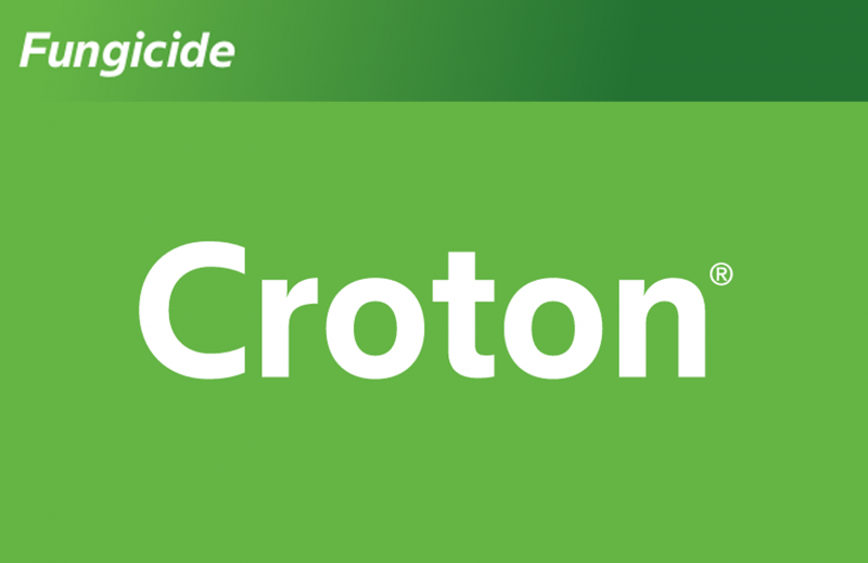 Croton