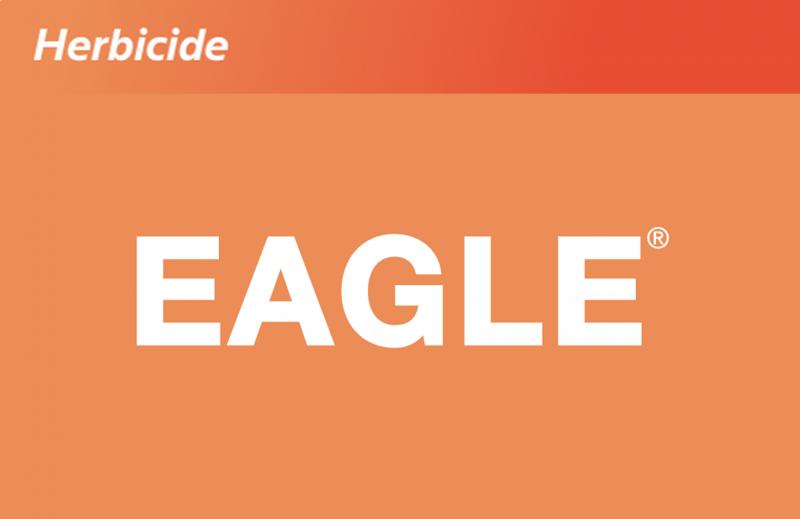 Eagle