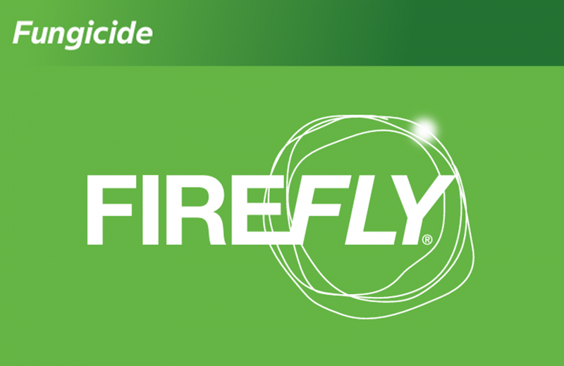 Firefly