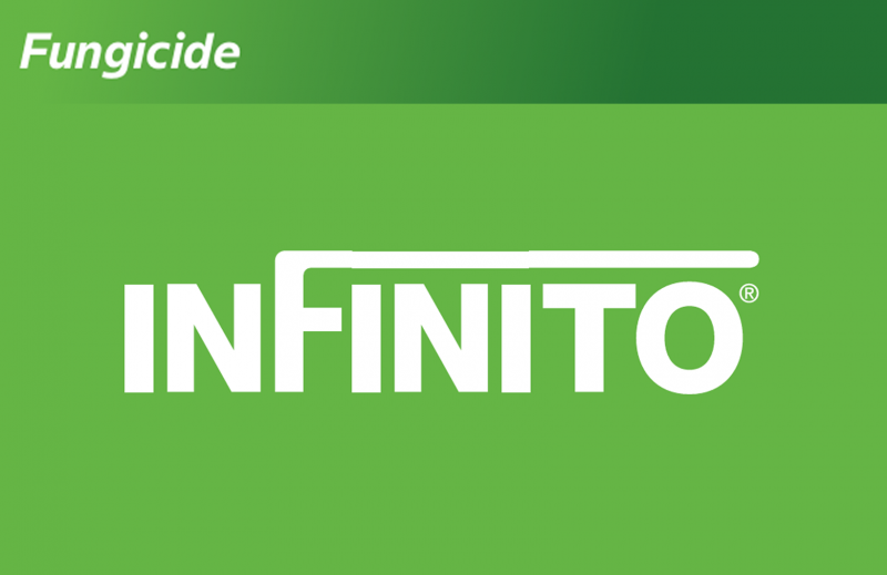 Infinito