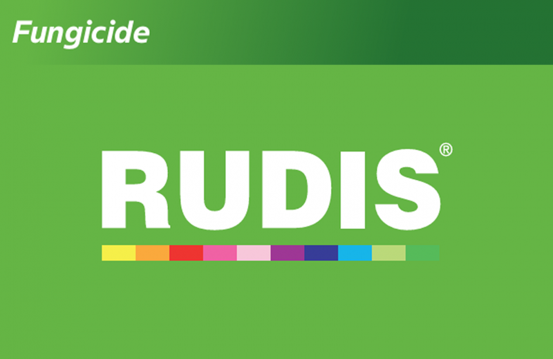 Rudis