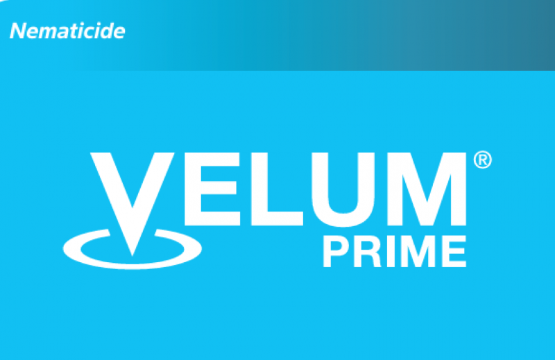 Velum Prime