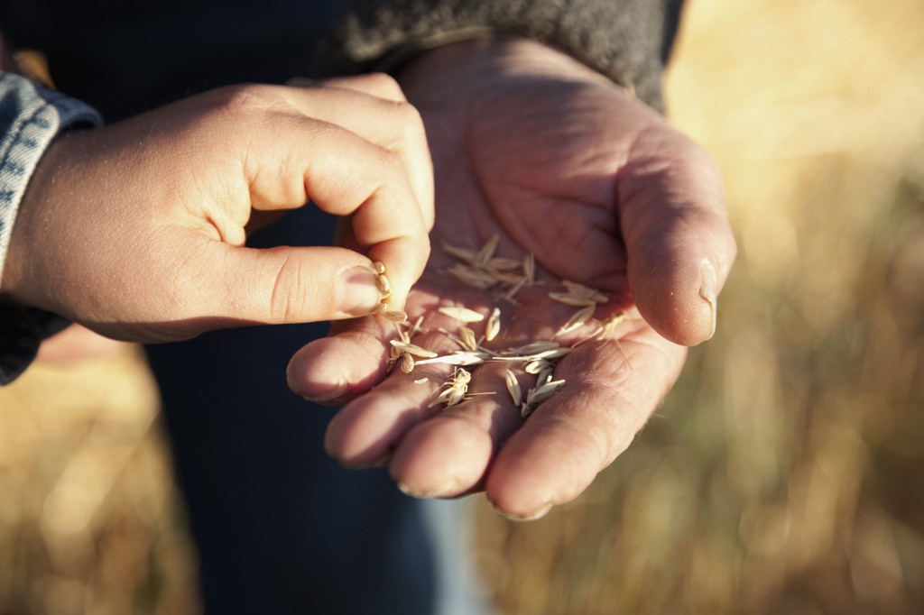 Boy picking seed from grandfather's hand