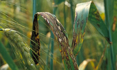 rhynchosporium_375x225 Rhynchosporium infected barley crop